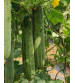 Cucumber / Kakri F1 Mahabali-45 40 grams